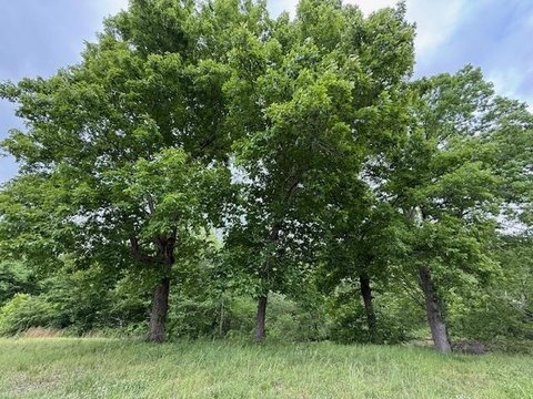 Unrestricted Land Near National Forest