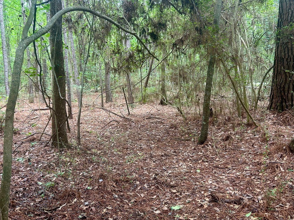 Picture 5