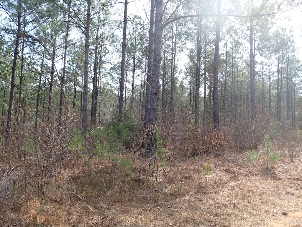 Picture 18