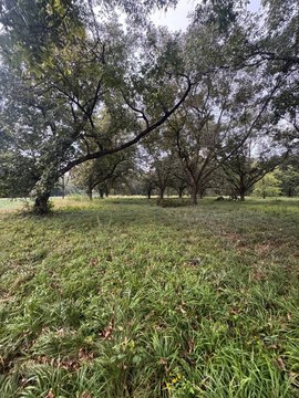 Land, Tallulah, LA