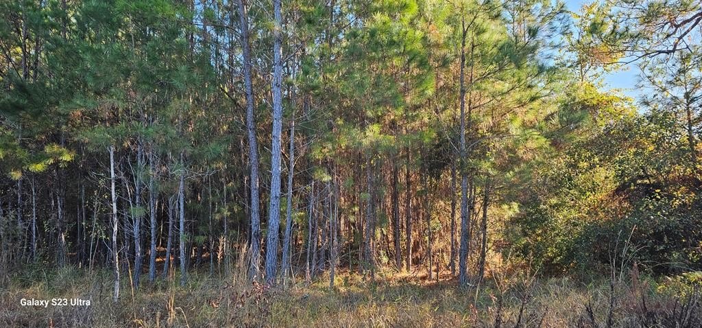 Wooded Acre in Lake Park