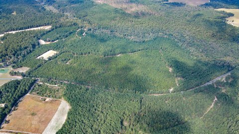 Windsor, SC Land with Pines