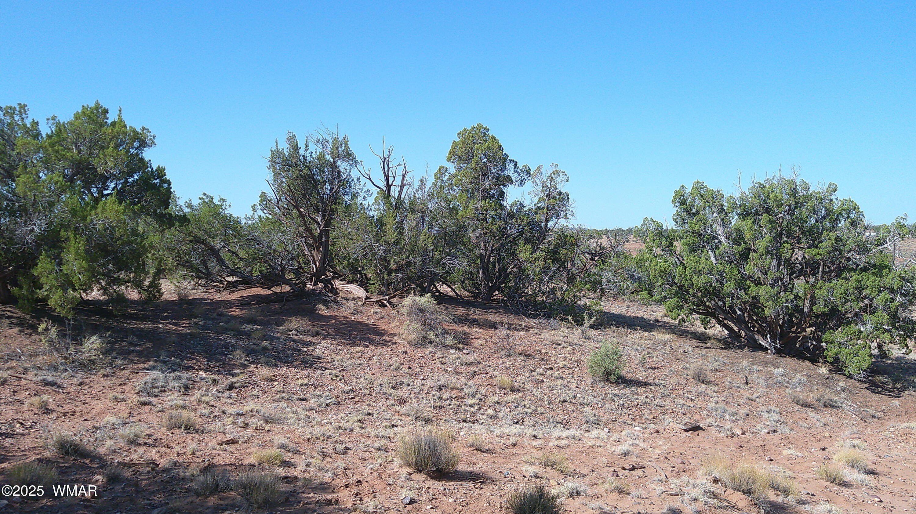 38.75 Acres in Concho, AZ