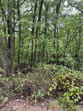 Wooded Land Near Spring River