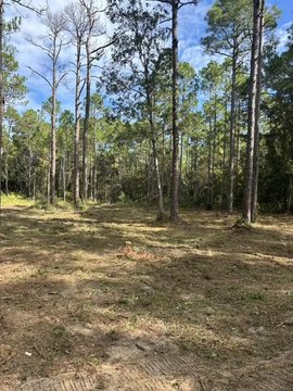 Cleared Lots Near Santa Rosa Beach