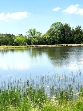 Rolling Pasture with Ponds