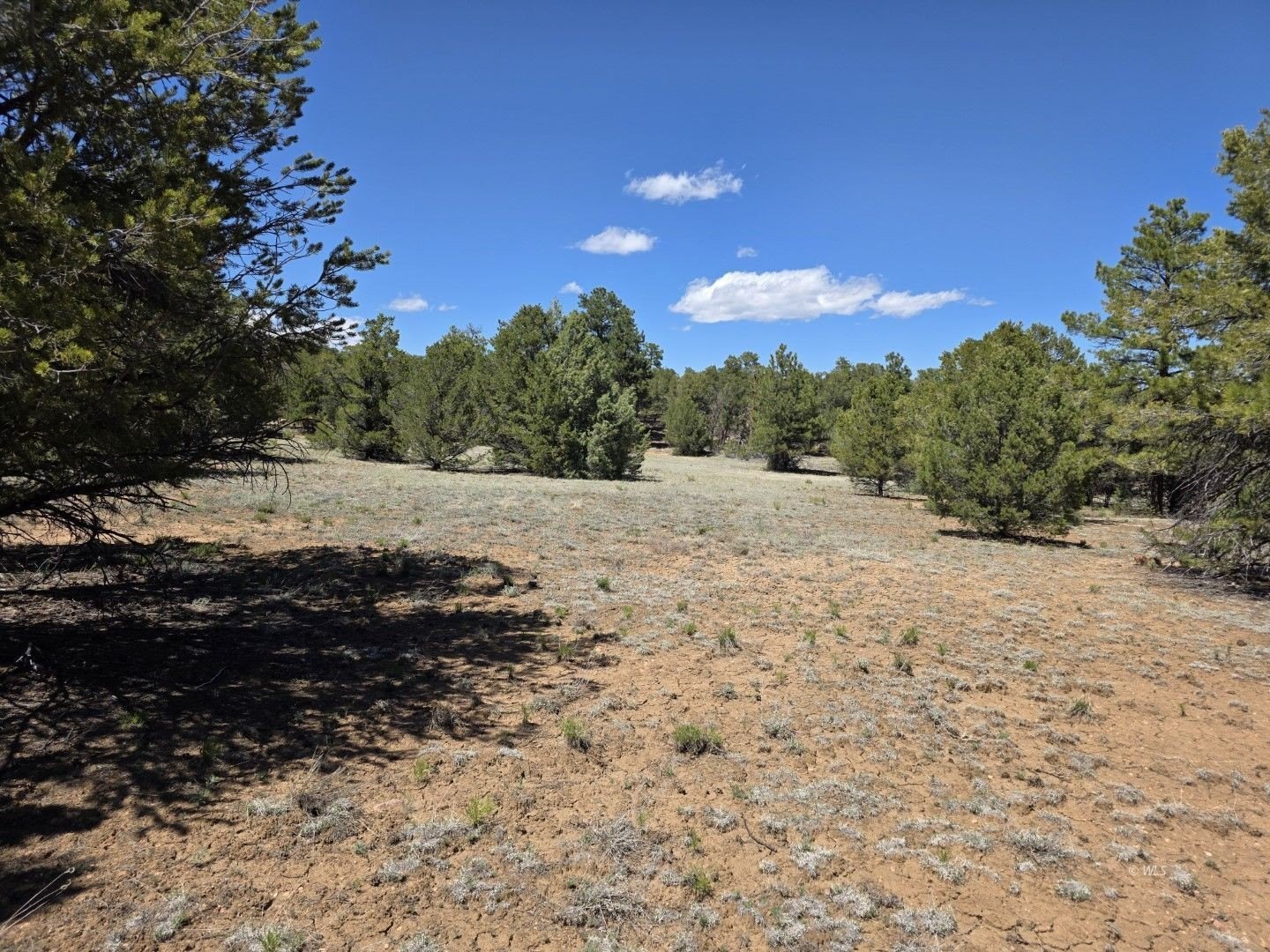 Wooded Land in Cotopaxi, Colorado
