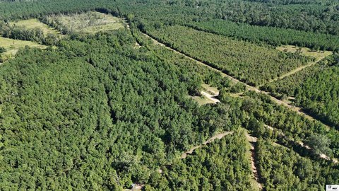 Pine Plantation Hunting and Timber Land