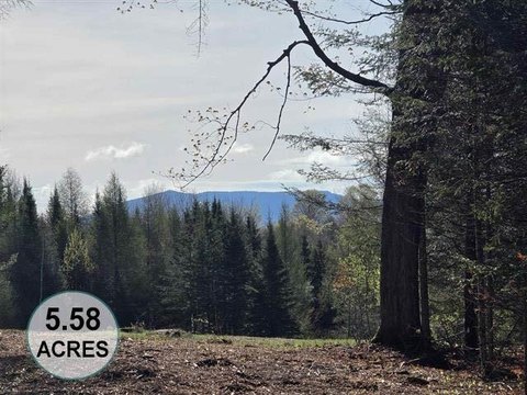 Wooded Home Lot with Driveway Cleared