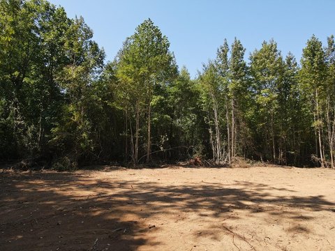 Timberland Acreage in Louisburg
