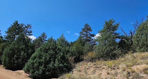 Wooded Land in Cotopaxi, CO