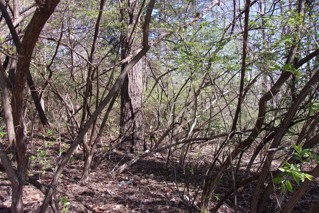 Picture 5