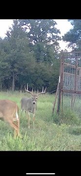 305-Acre Ranch with Wildlife Exemption
