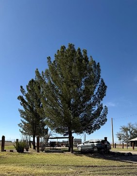 Balmorhea, TX Land For Sale