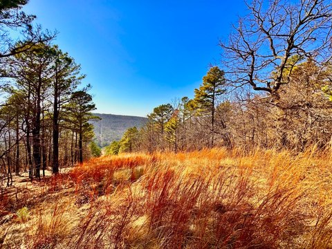 Timbered Hunting and Recreation Tract