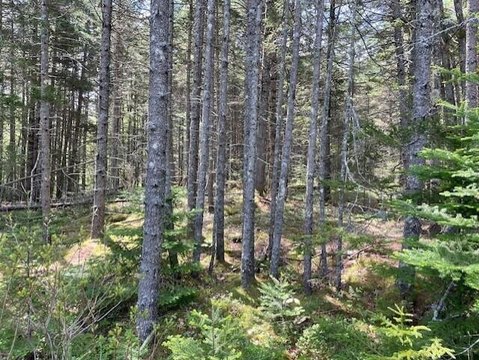 LAND - Cushing, ME
