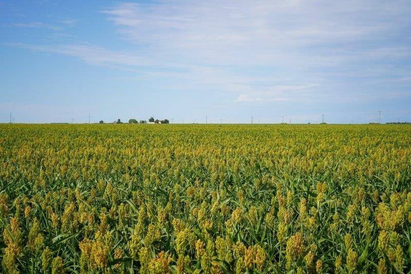 160 Acres Cropland in Kansas