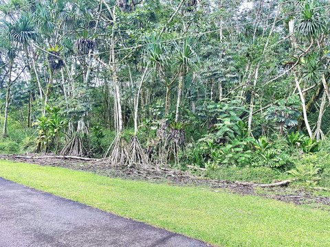 Pahoa Wooded Lot Opportunity