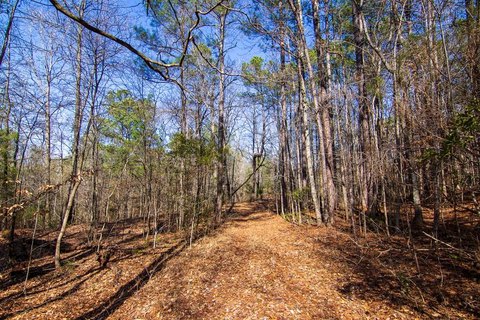 Harris County Wooded Acreage
