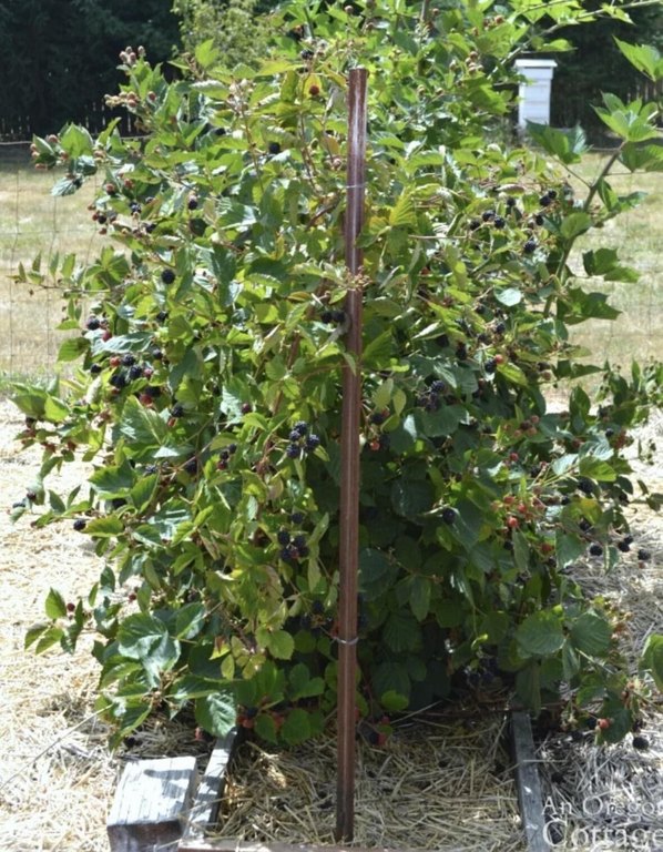 Picture 11