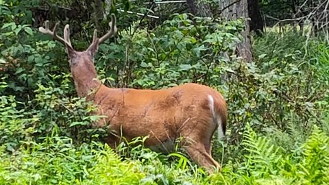 Wooded Lot in Winona Lakes