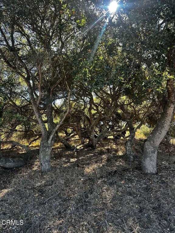 Picture 28
