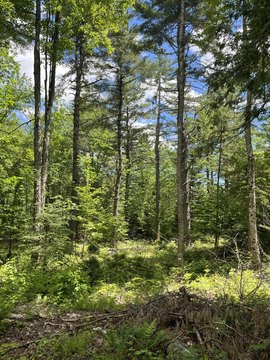 Picturesque Woodlot in Etna, Maine