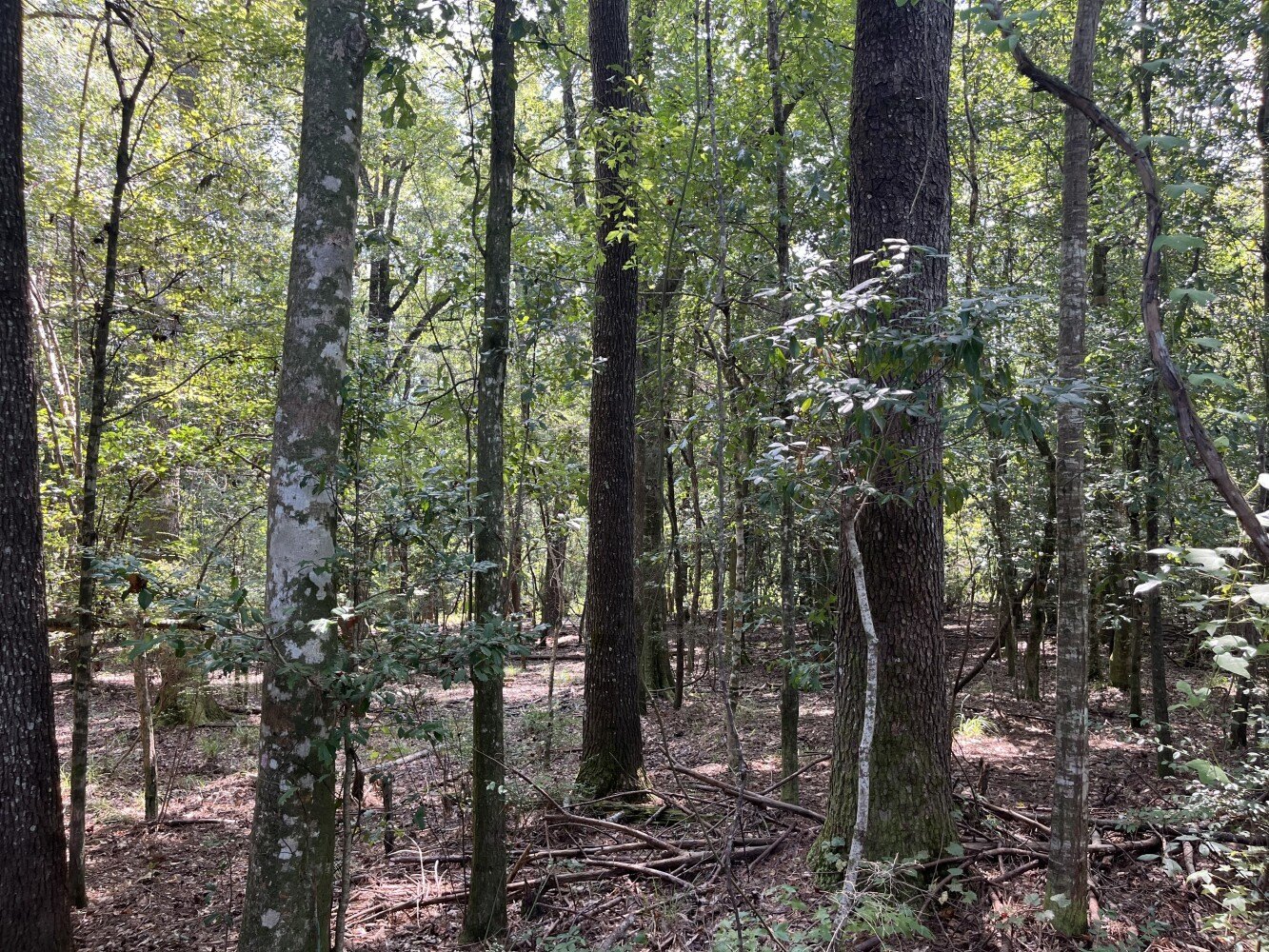 1316 Acres with River Frontage