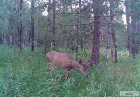 LAND - Ashton, ID
