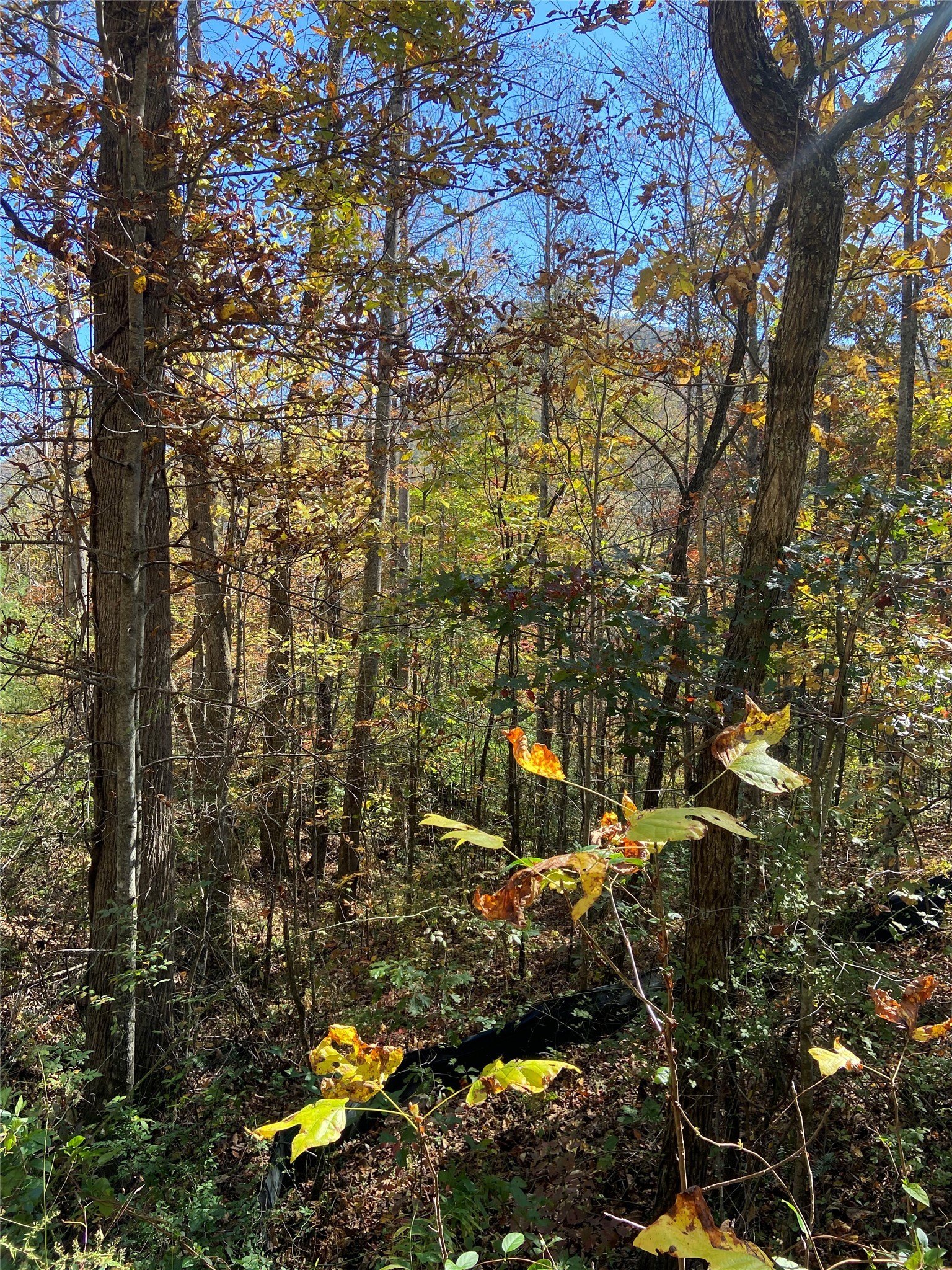 Tuckasegee Land with Mountain Views