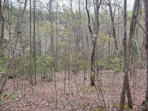 Land, London, KY