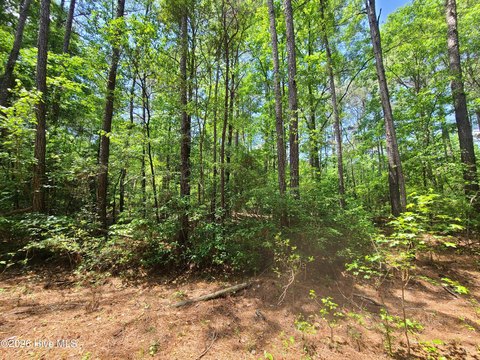Wooded Lot in Sutton Town