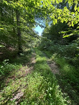 Unrestricted Wooded Hunting Land