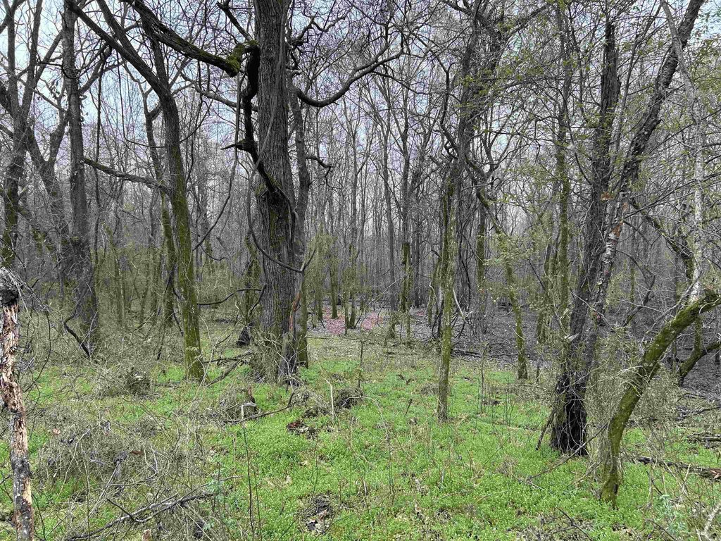 Picture 21
