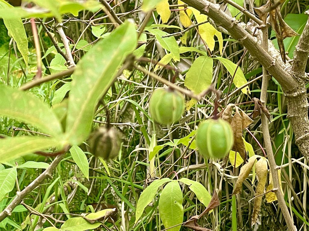 Picture 21