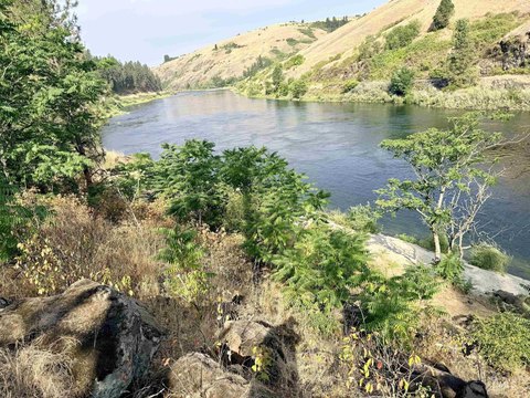 Land, Lenore, ID