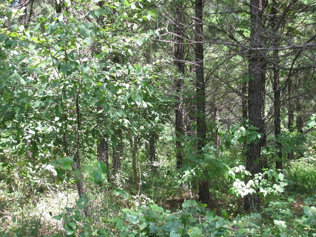 Large Acreage in Hardy Creek