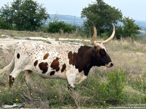 Buildable Hill Country Land Tract