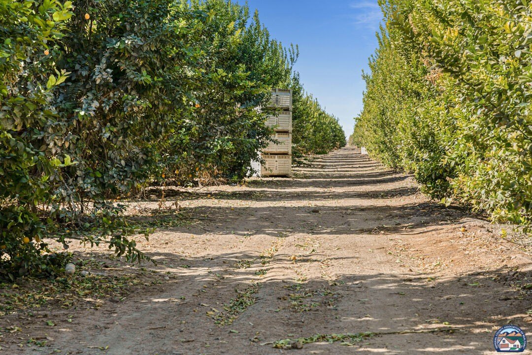 Productive Citrus/Date Grove Near Niland