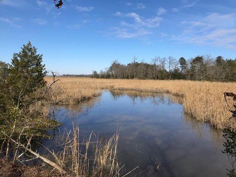 Waterfront Land on Goose Creek