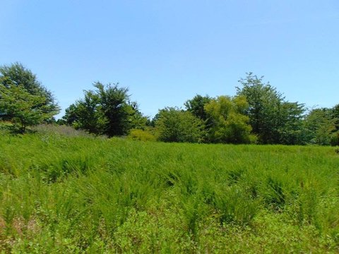 Wooded Recreational Land Tract
