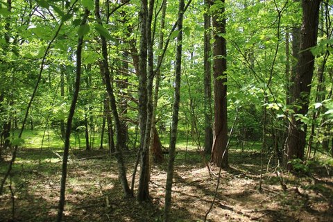 Vacant Residential Lot with Creek