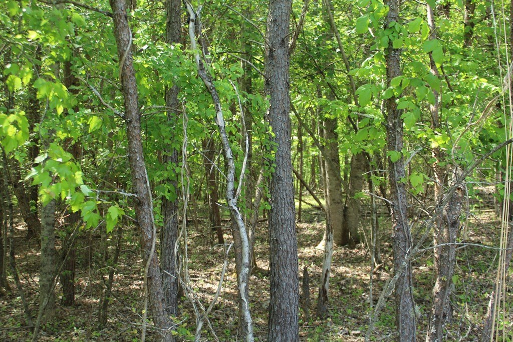 Picture 9