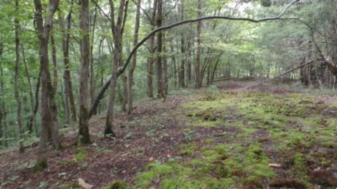 Wooded Land in Celina, TN