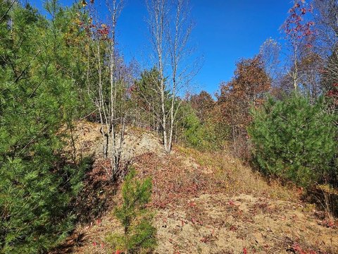 Secluded Wooded Land Near New River