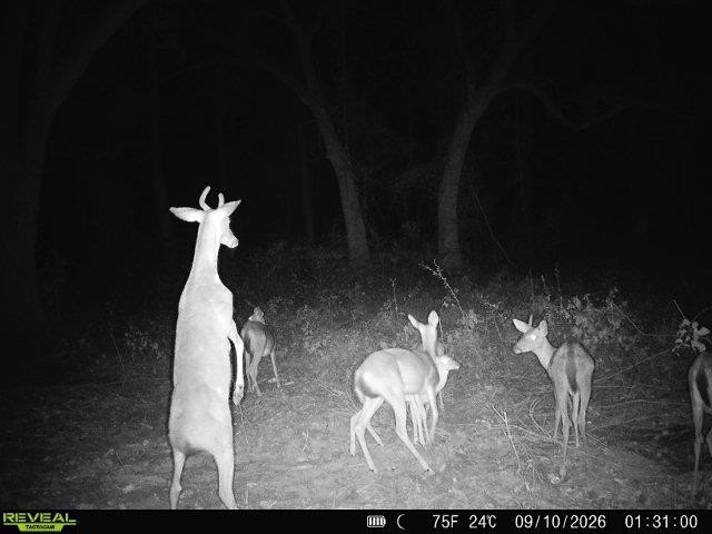 Picture 24