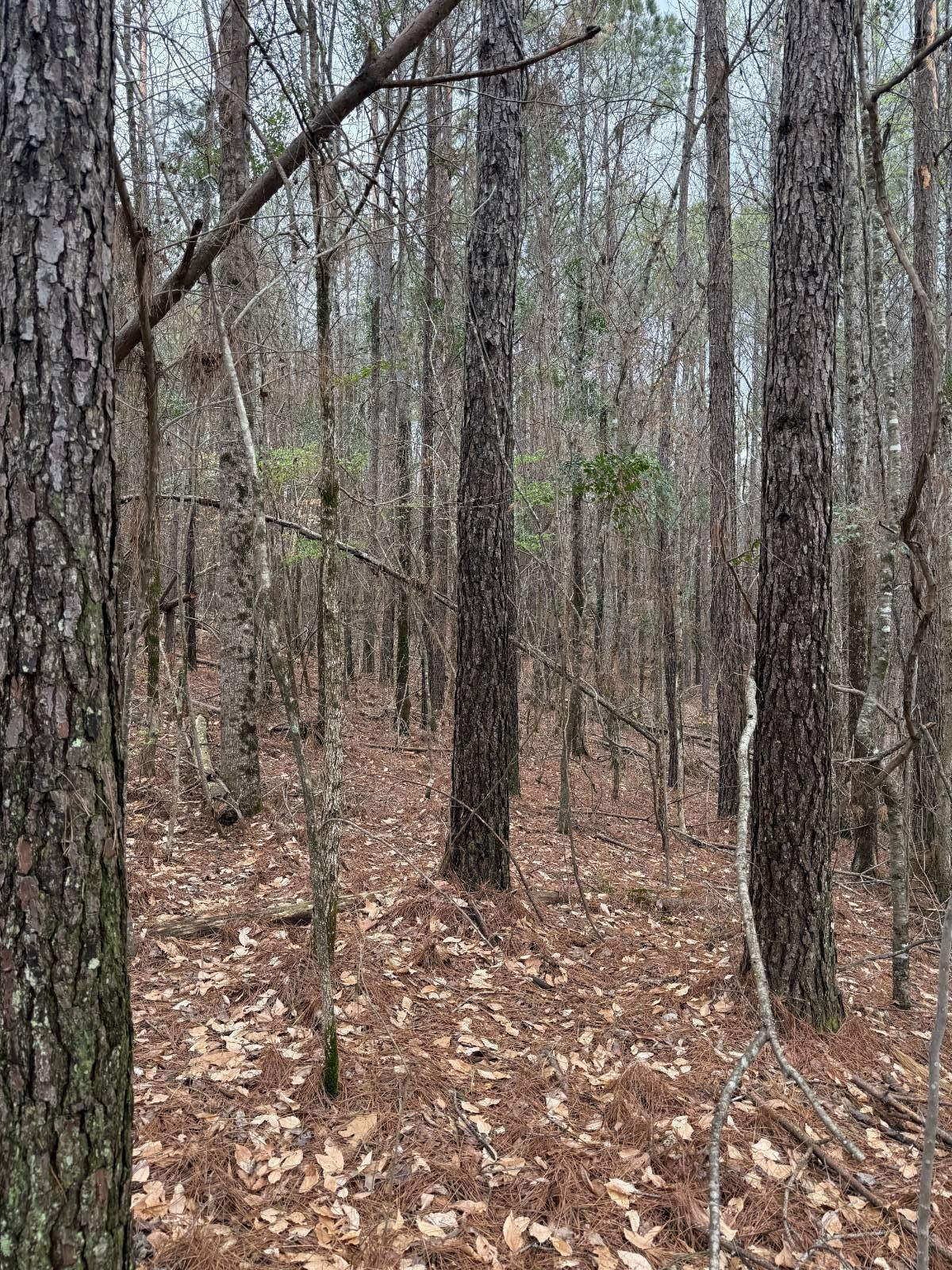 7.2 Acre Homesite Opportunity