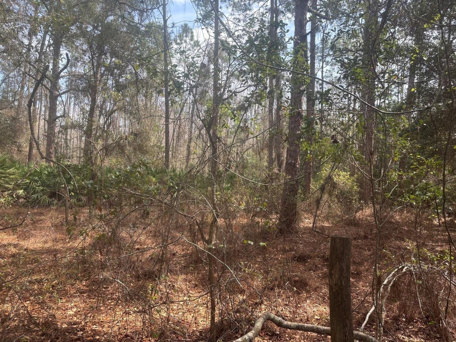 Polk City Acreage for Sale