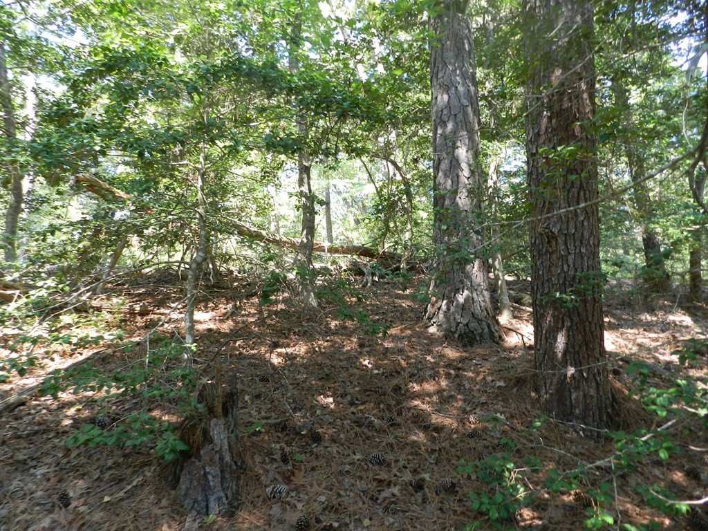 Picture 8