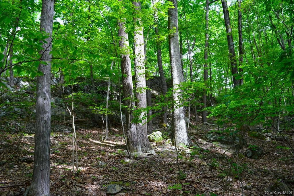Picture 21